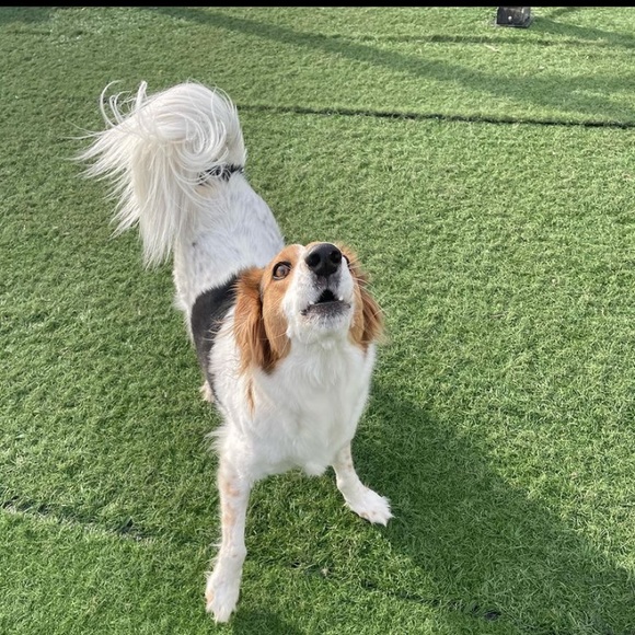 Meet your Posher, Rachel - Picture 1 of 1